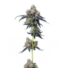 Gelato 33, Фасовка: 5